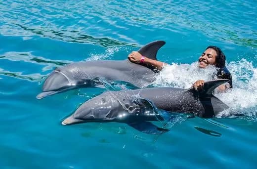 Ocean World "Tour 2026"